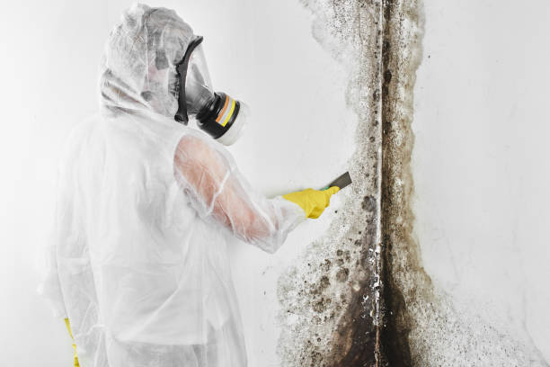 Best Insurance-Related Mold Remediation in West End Cobb Town, AL