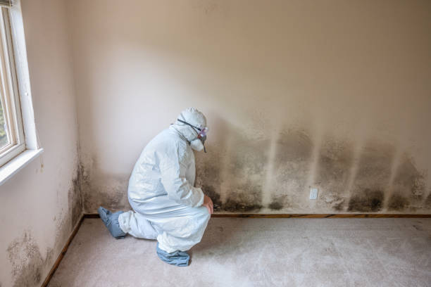 Best Industrial Mold Remediation in West End Cobb Town, AL