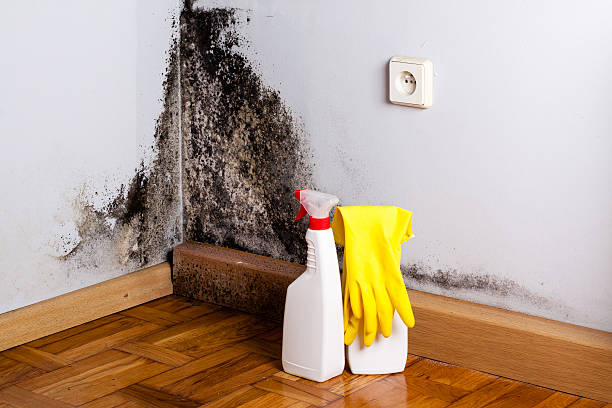 Best Post-Flood Mold Remediation in West End Cobb Town, AL