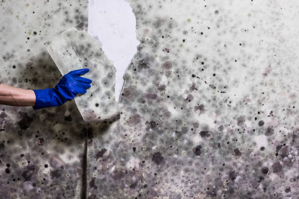 Best DIY Mold Remediation Support Services in West End Cobb Town, AL